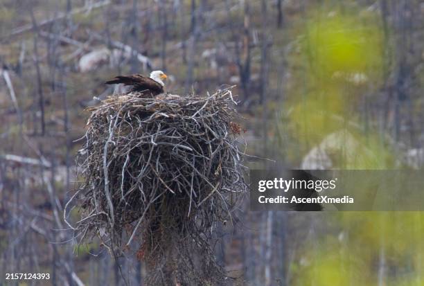 eagle in nest, jasper national park - animal nest stock pictures, royalty-free photos & images