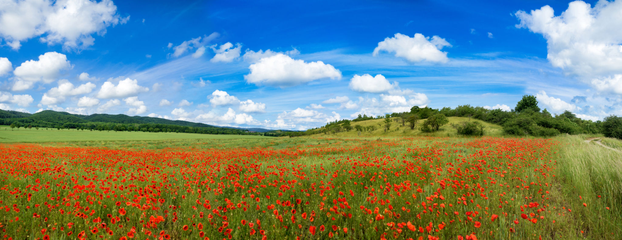 floral landscape