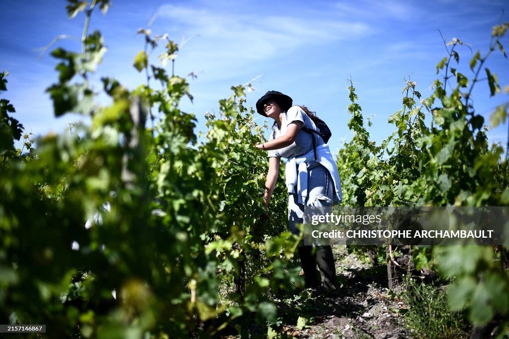 FRANCE-FOOD-WINE-STUDENTS-AGRICULTURE-VINICULTURE-EMPLOYMENT-LABOUR-PHOTOGRAPHY