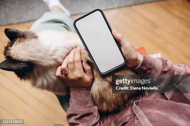 a blank smartphone screen with a woman's hands, a fluffy cat lying on her lap - cat tablet stock pictures, royalty-free photos & images
