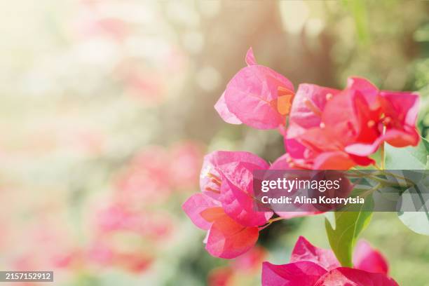 bright summer bougainvillea red flowers for postcards and advertising materials - bougainvillea stock pictures, royalty-free photos & images
