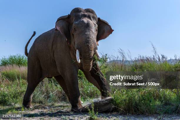 low angle view of elephant grazing on the grassland - indian elephant stock pictures, royalty-free photos & images