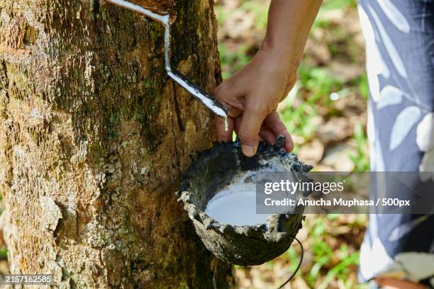 cropped hand of agriculture collecting natural latex from rubber tree - latex stockfoto's en -beelden