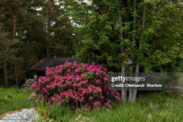 Roses In Forest 756 Alpine Roses Stock Photos, High-Res Pictures, and Images - Getty Images