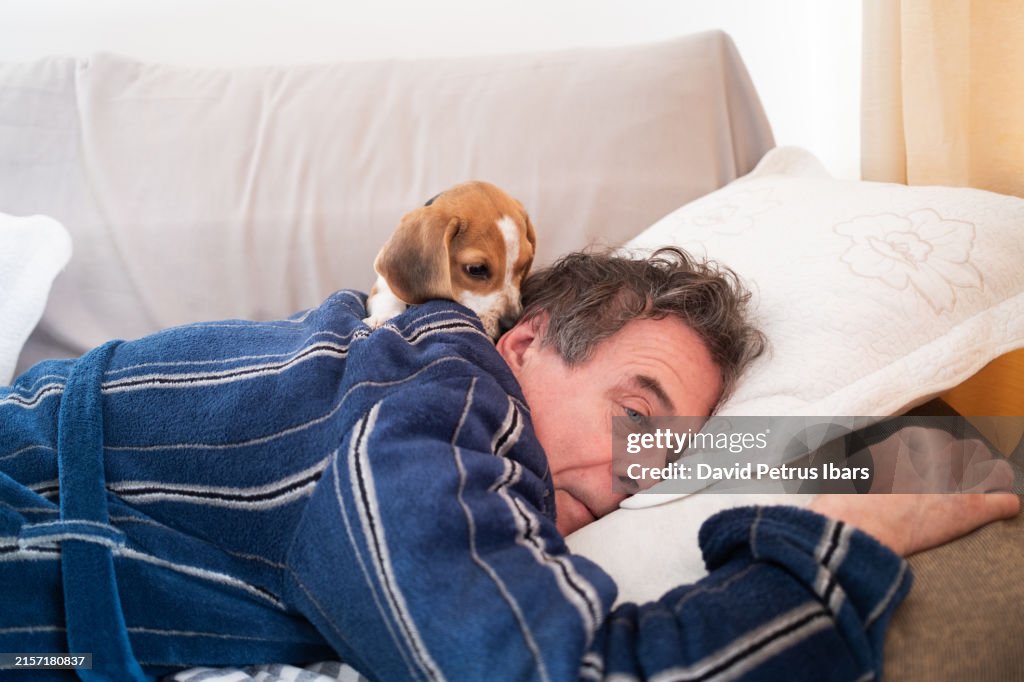 Beagle puppy dog playing with his owner and disturbing and waking up from nap.