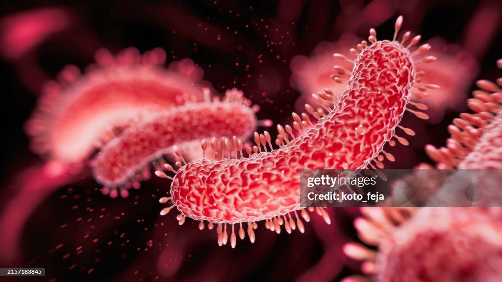 Bacteria medical illustration