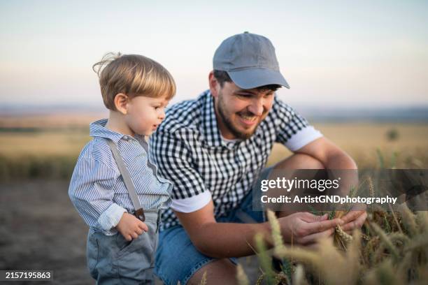 farmer father showing his little boy barley crops. - barley stock pictures, royalty-free photos & images