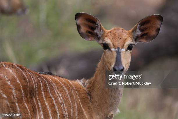 nyala - sabi sands reserve stockfoto's en -beelden