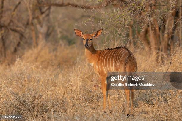 young nyala - sabi sands reserve stockfoto's en -beelden