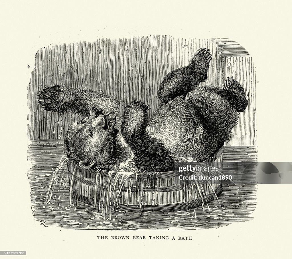 Sketches in London Zoo, Victorian, Brown bear taking a bath, 1870s, 19th Century