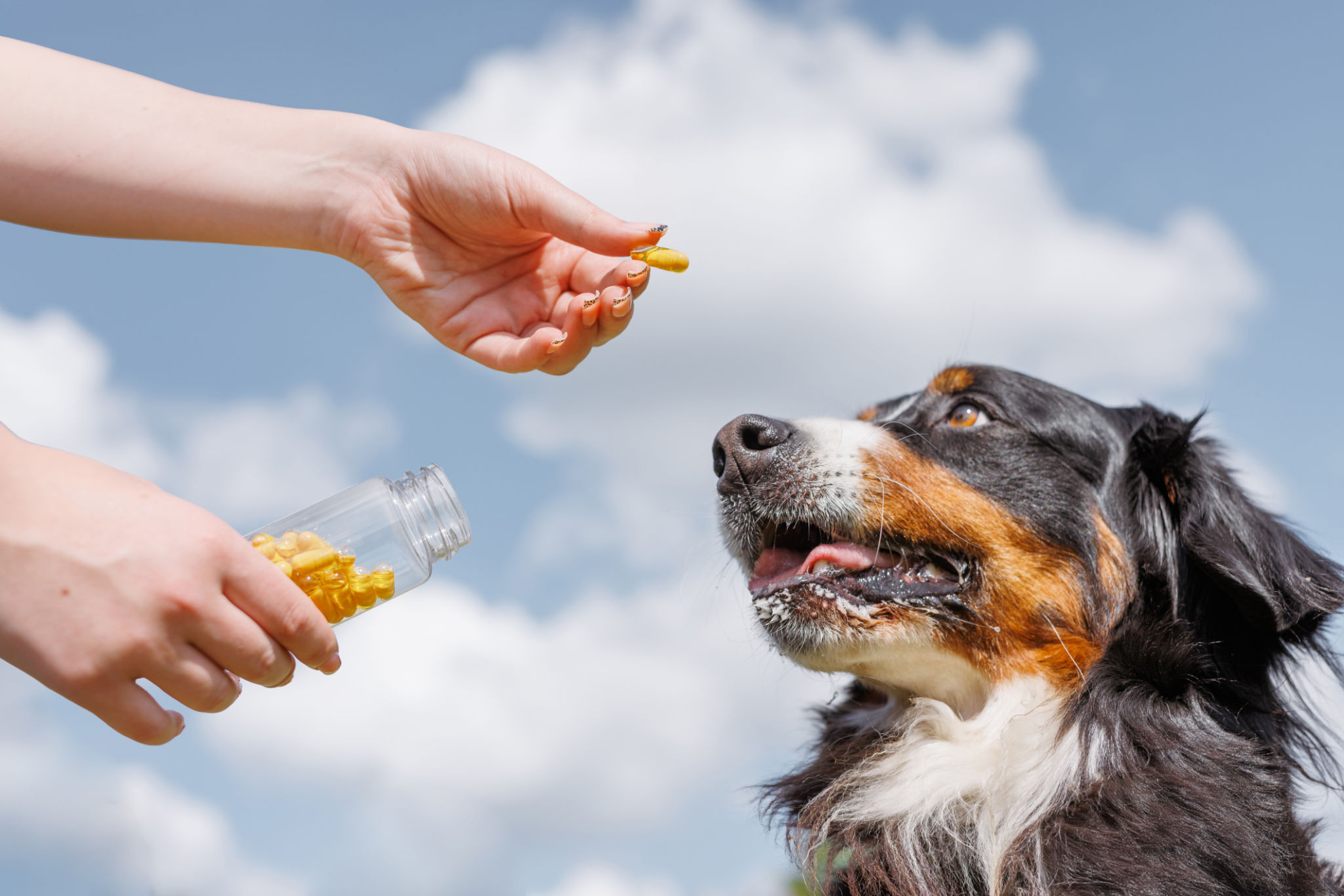 pet seasonal care