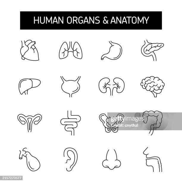 stockillustraties, clipart, cartoons en iconen met human organs line icon set. heart, lungs, kidneys, liver, brain. - lever inwendig orgaan