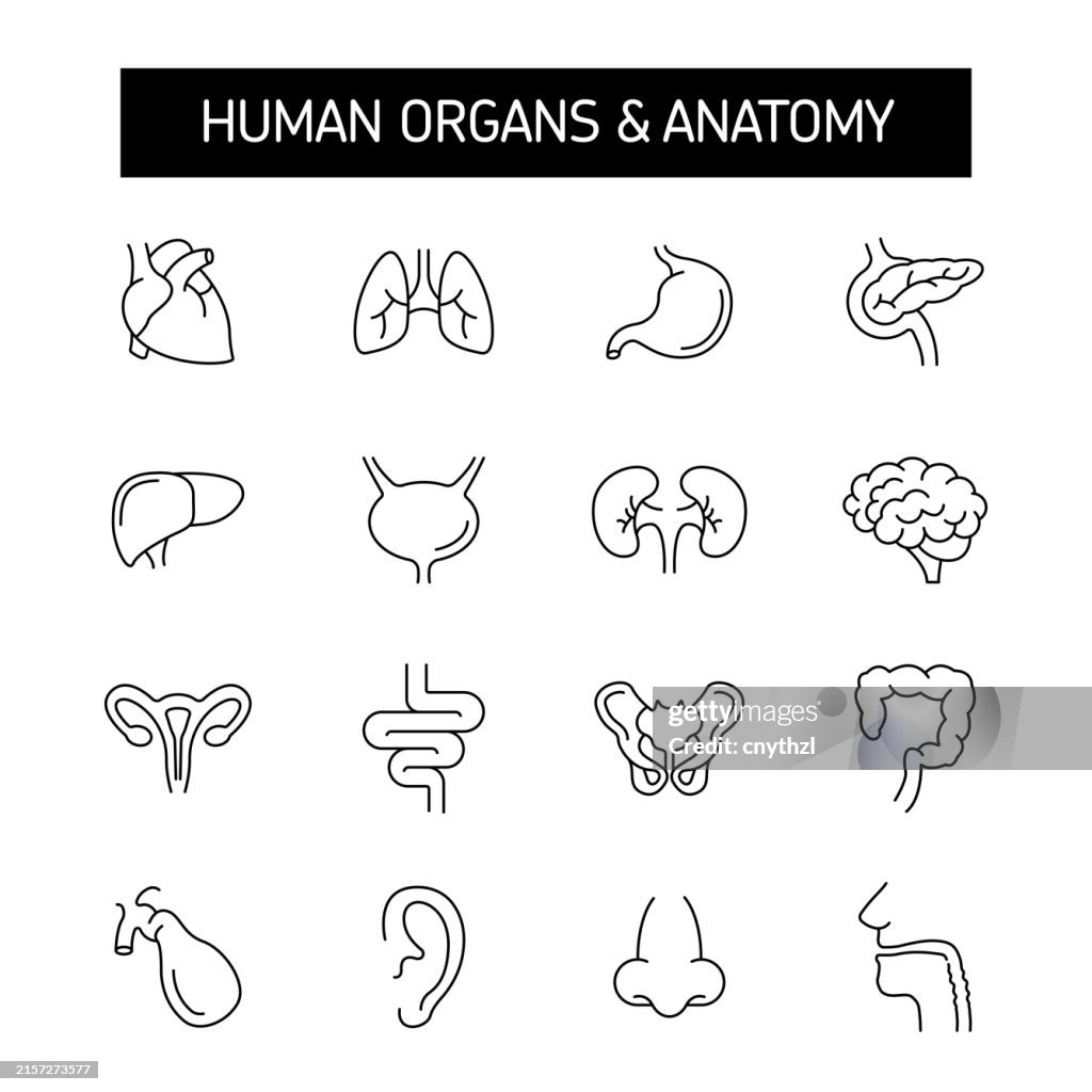 Human Organs Line Icon Set. Heart, Lungs, Kidneys, Liver, Brain.