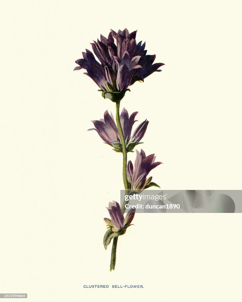 Flowers, Campanula glomerata, known by the common names clustered bellflower or Dane's blood, Vintage Illustration, 19th Century