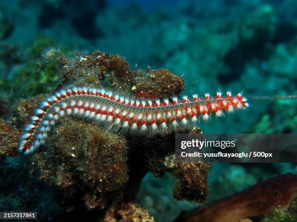 close-up of fish swimming undersea - wurm stock-fotos und bilder