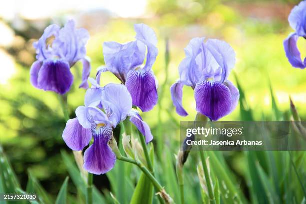 purple iris flowers - iris flower stock pictures, royalty-free photos & images