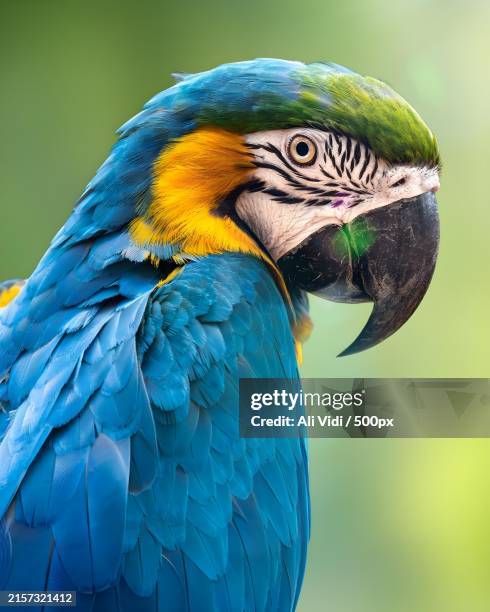 close-up of gold and blue macaw - loro fotografías e imágenes de stock