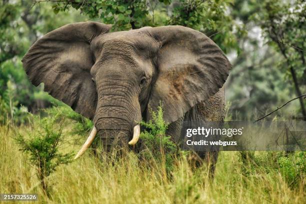 critically endangered wild african forest elephant - animal em via de extinção imagens e fotografias de stock