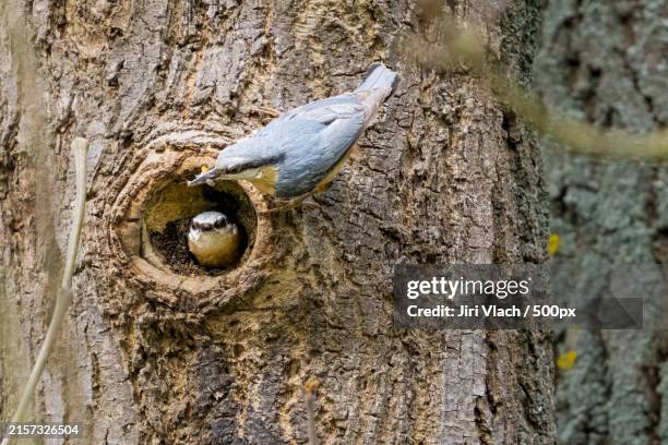 close-up of bird nest on tree trunk - nuthatch stock pictures, royalty-free photos & images