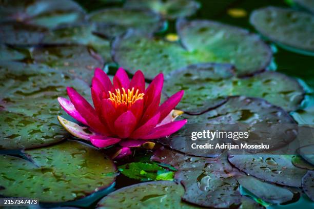 pink lotus blossoms grace calm waters. - biodiversidad fotografías e imágenes de stock