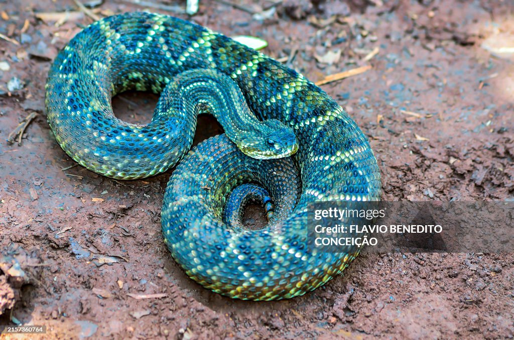 Rattlesnake