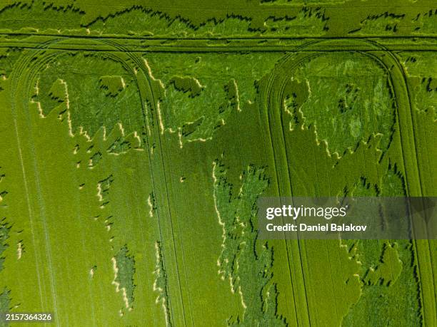 Hail Field 923 Hail Field Stock Photos, High-Res Pictures, and Images - Getty Images