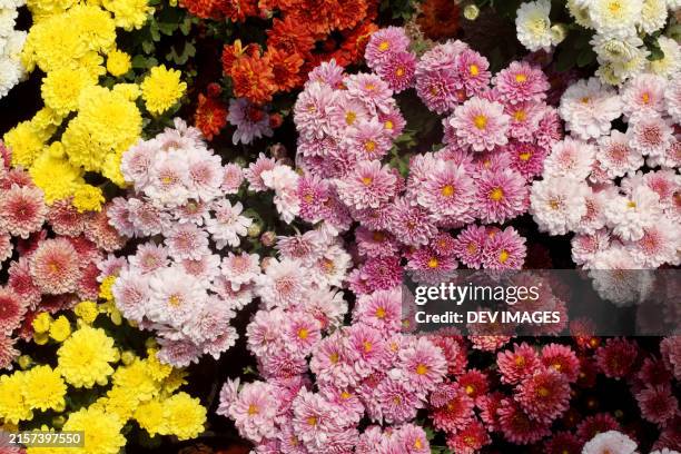 beautiful and vibrant chrysanthemum flowers,close up - chrysanthemum stock pictures, royalty-free photos & images