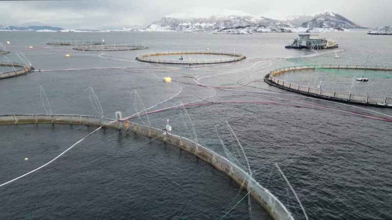 First Nations Fish Net 36 First Nations Fishing Stock Videos, Footage, & 4K Video Clips ...