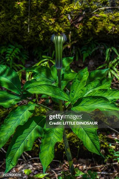 arisaema japonicum flower - cobra lily stock pictures, royalty-free photos & images