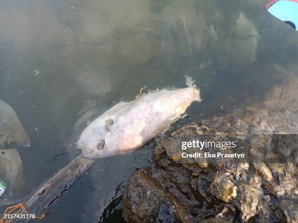 672 Rotting Fish Stock Photos, High-Res Pictures, and Images - Getty Images