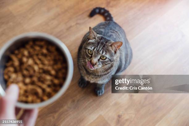 tabby cat looking at hand holding food - punto de vista de una cámara fotografías e imágenes de stock