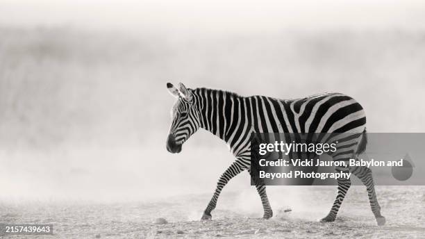 zebra kicking dust in amboseli, kenya - plains zebra stock pictures, royalty-free photos & images