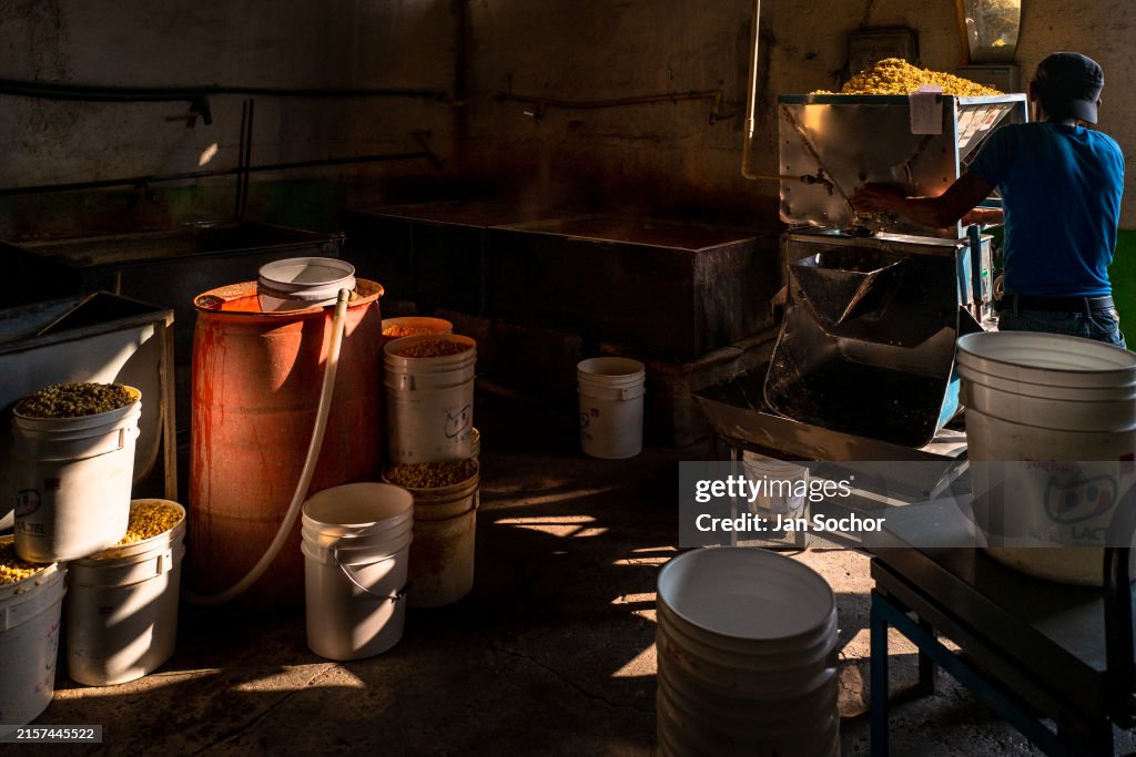 Making Tortillas At A Traditional Mexican Tortilleria