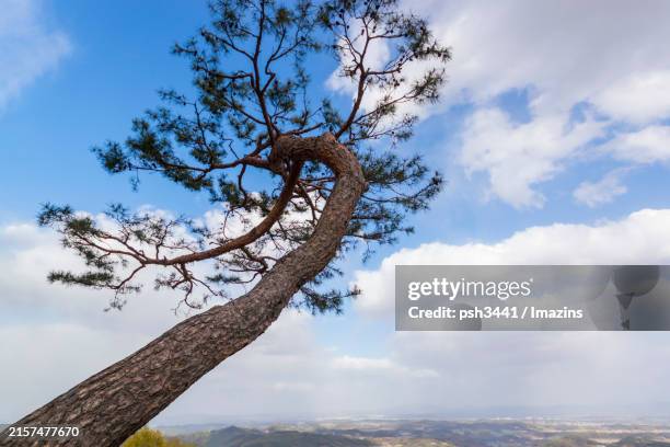 Tree Top Drooping 26 Drooping Pine Stock Photos, High-Res Pictures, and Images - Getty Images