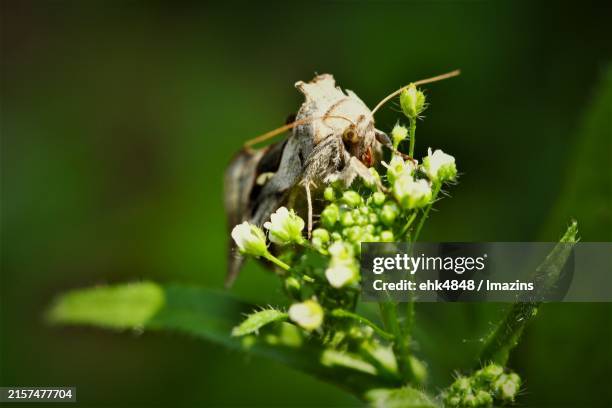 Bot Moth 43 Bat Moth Stock Photos, High-Res Pictures, and Images - Getty Images