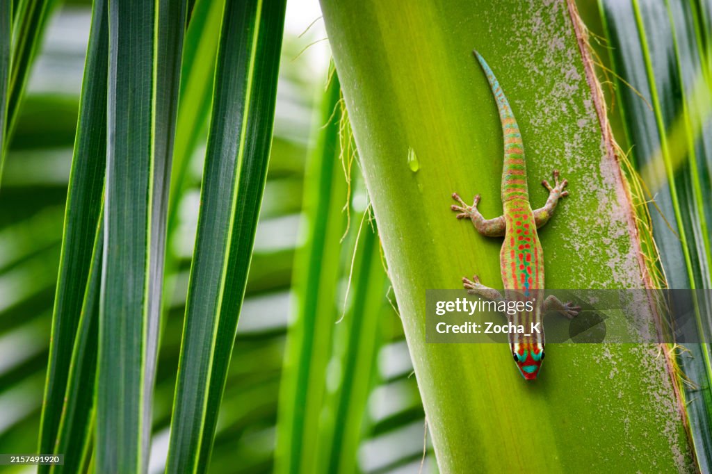 Endemic Mauritius ornate day gecko standing upside down on leaf of palm tree
