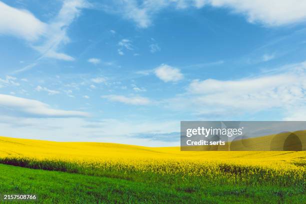 beautiful view of yellow rapeseed field and blue sky - grasland stock-fotos und bilder