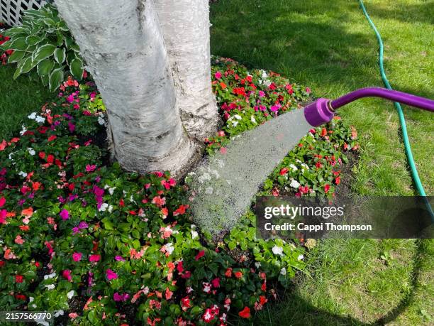 watering impatien flowers planted around birch tree - garden hose stock pictures, royalty-free photos & images