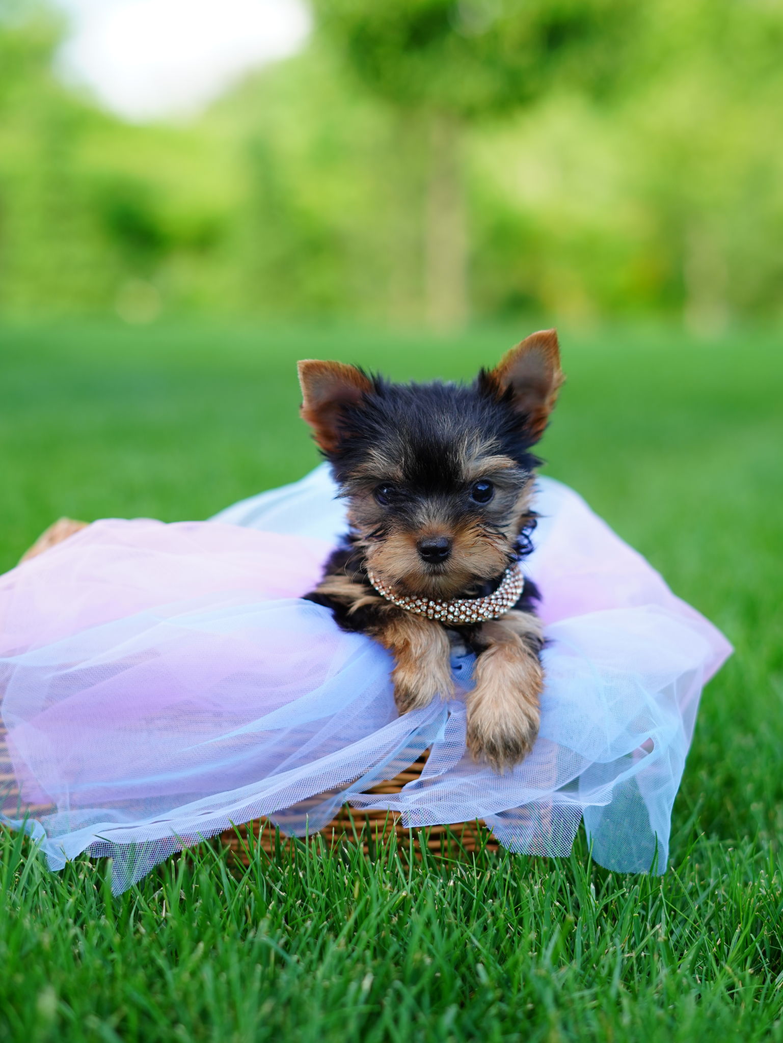 yorkie spring