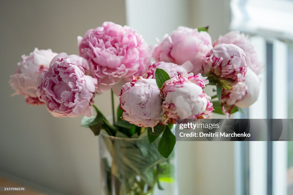 Pale pink peonies in glass vase on window, windowsill. Soft camera focus on flowers lit by daylight.