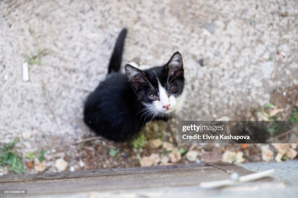 One-eyed black kitten looks at the camera. Stray cat with infection in eyes