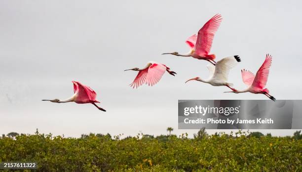 spoonies in flight - roseate spoonbill stock pictures, royalty-free photos & images