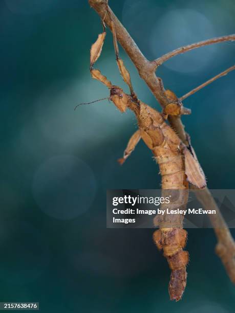 Stick Insects In Australia 95 Australian Stick Insect Stock Photos, High-Res Pictures, and Images ...