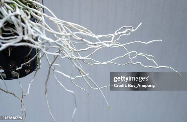 Orchids With Roots 501 Orchid Roots Stock Photos, High-Res Pictures, and Images - Getty Images