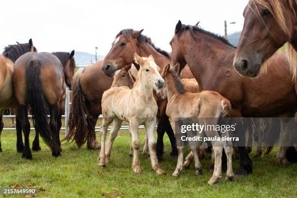 foals and mares - animal joven fotografías e imágenes de stock