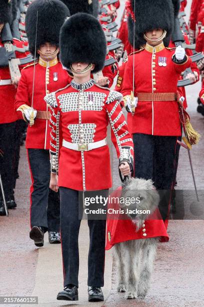 The Irish Guards mascot, an Irish Wolf Hound named Turlough Mor but affectionately known as Seamus, is led across the square by a scarlet-coated...