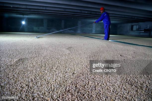 Staff member is working at a grain storage of a soybean processing enterprise in Boxing county, Binzhou city, East China's Shandong province, June...