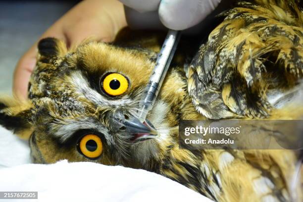 An owl is seen during its treatment and caring process at the Antalya Metropolitan Municipality Natural Life Park in Antalya, Turkiye on June 14,...