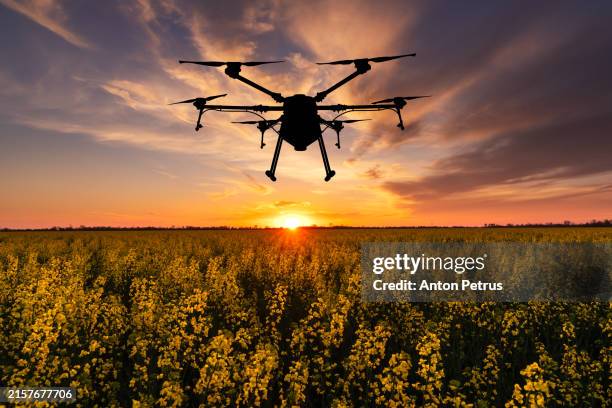 agricultural drone at sunset on a rapeseed field - drone stock pictures, royalty-free photos & images