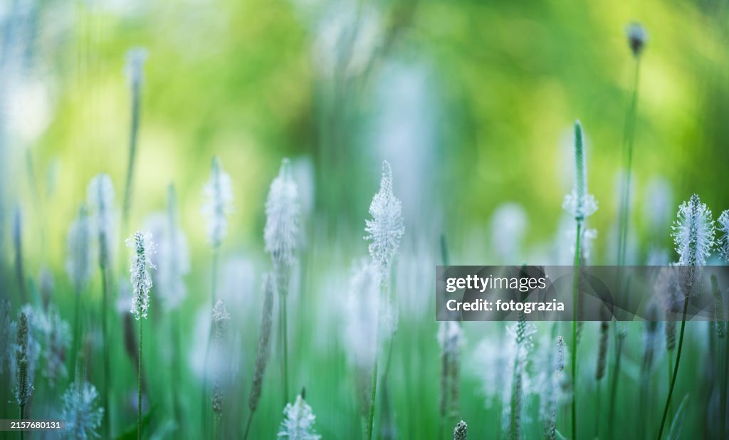 Grass in the Meadow